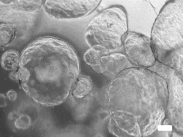 GITools: een in vitro toolbox om het effect van voedsel, medicijnen en natuurlijke producten te testen op darmgezondheid.